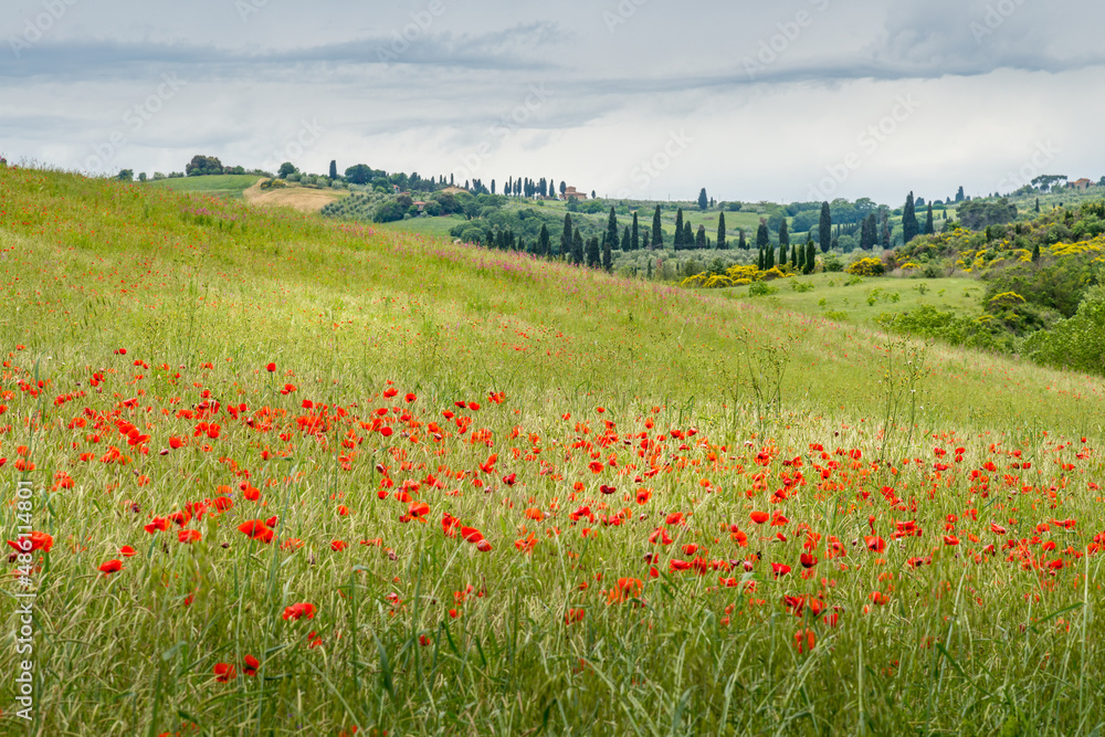 Poppies flowering in Val d'Orcia Tuscany