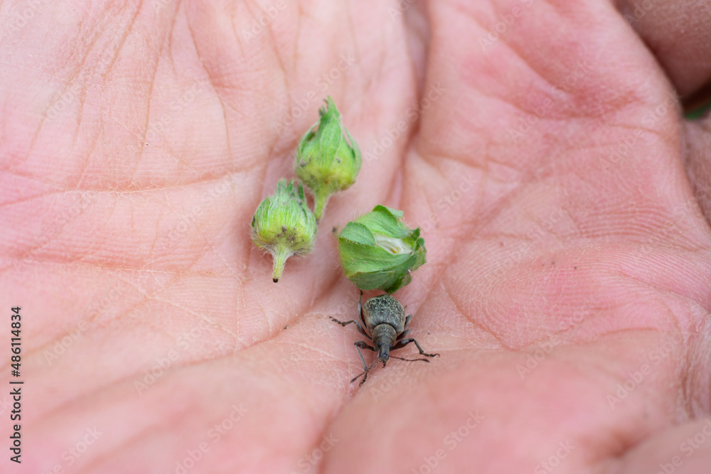 Obraz premium Damaged strawberry buds because of weevil bug.Insect on opened palm injuring harvest