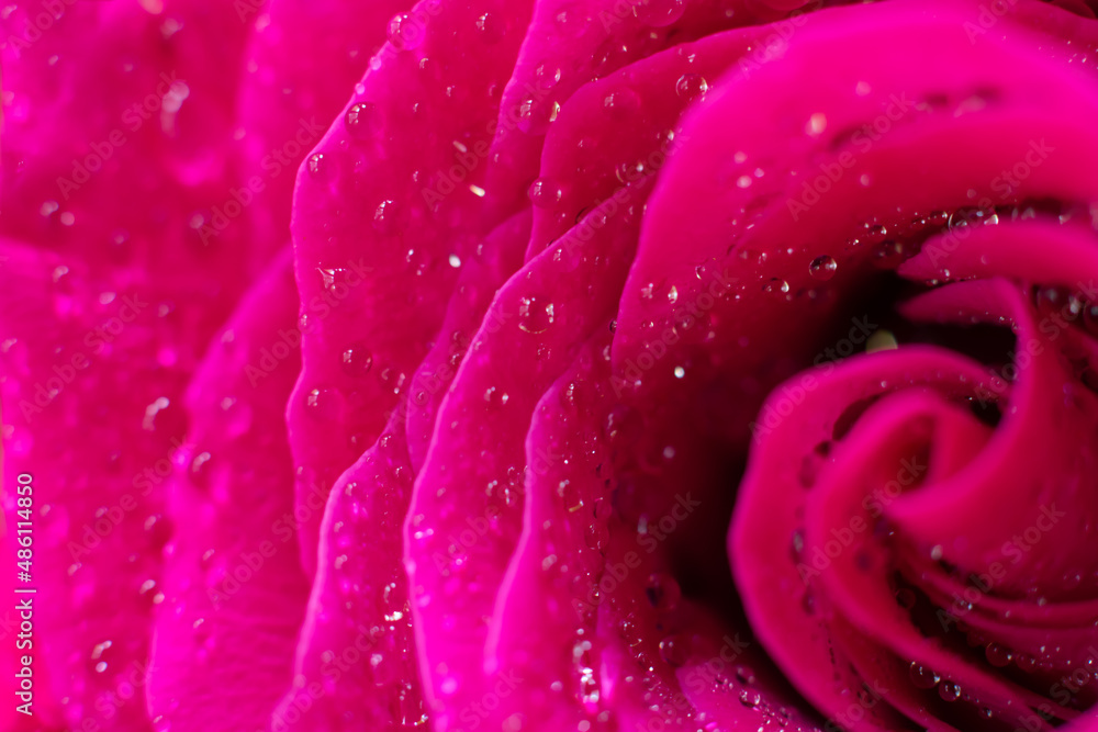 Little round water droplets on delicate fragile soft silken petals. Wet magenta macro rose flower