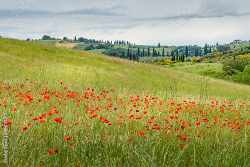 Poppies flowering in Val d'Orcia Tuscany