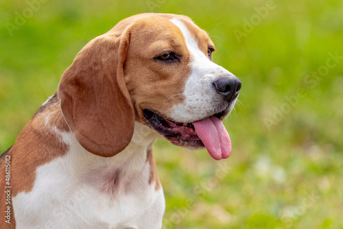 Beagle dog or Estonian hound close up on a background of grass. Portrait of a dog © Volodymyr