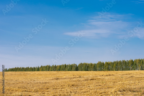 Countryside agricultural field at autumn season after reaping of ripe wheat plants. Lanscape with forest far on horizon and blue fall sky