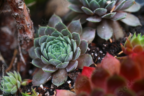 Sempervivum KARIN 2010 Horst Diehm