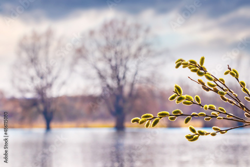 Willow branch with catkins near the forest and river on a blurred light background. Easter background