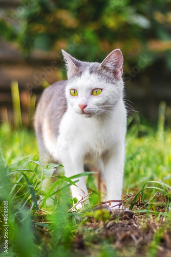 A white cat with gray spots walks in the garden