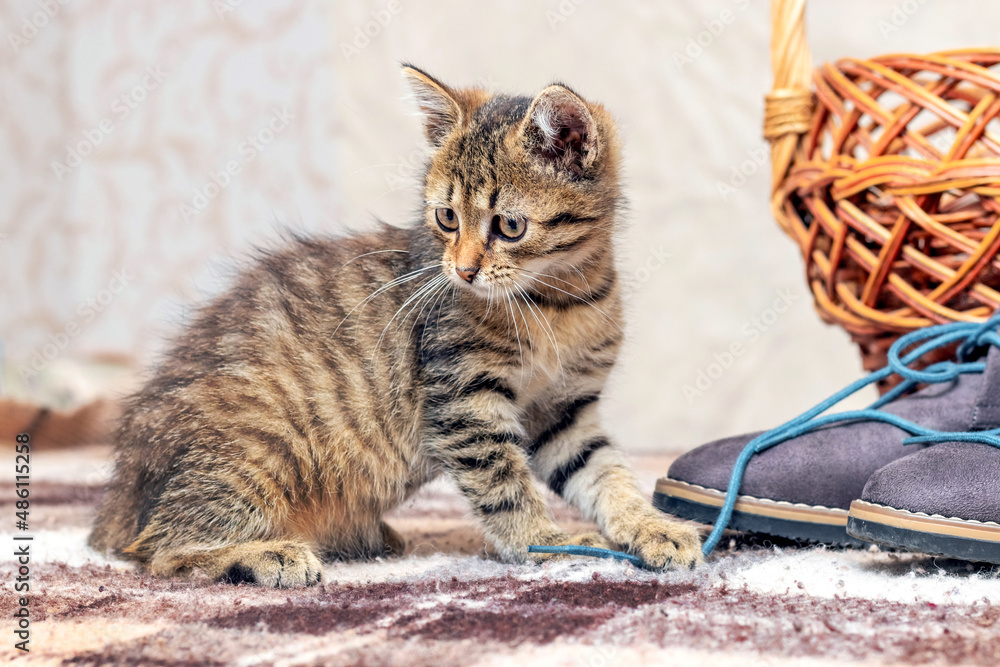 A small striped kitten is playing with shoes A small striped kitten is playing with shoes