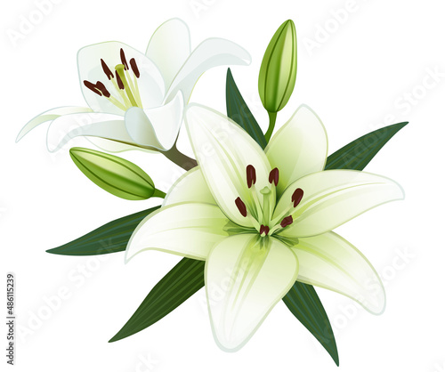 White lily flowers close-up. Realistic hand drawn floral template.