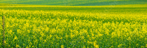 Yellow rapeseed in the field, rapeseed flowering. Rapeseed cultivation