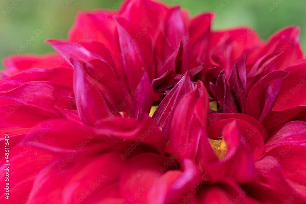 Obraz premium Red dahlia flower macro with yellow core as floral backdrop. Botanical vivid background with lot of red petals