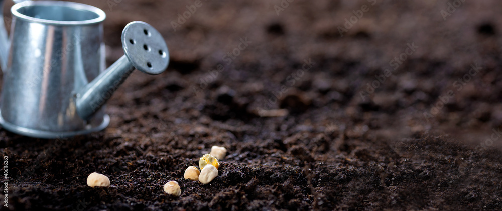 Sowing seeds in the ground. Sowing and watering the seeds with water. Small watering can for watering seeds on the soil Sowing seeds in the ground. Sowing and watering the seeds with water. Small watering can for watering seeds on the soil