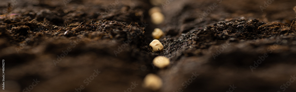 Growing vegetable seeds on seed soil in horticulture garden metaphor, agriculture concept. Sowing seeds in open ground Growing vegetable seeds on seed soil in horticulture garden metaphor, agriculture concept. Sowing seeds in open ground