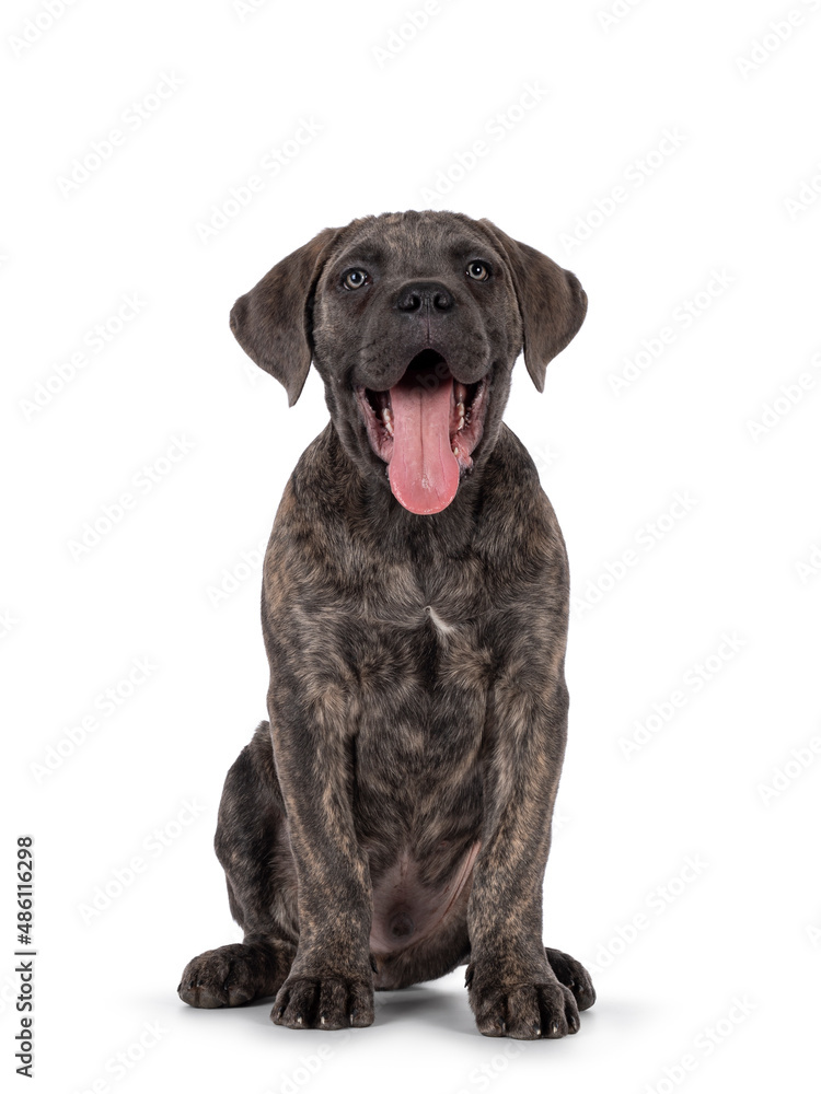 Cute brindle Cane Corso dog puppy, sitting up facing front. Looking towards camera with light eyes. Mouth open and tongue out. isolated on a white background.