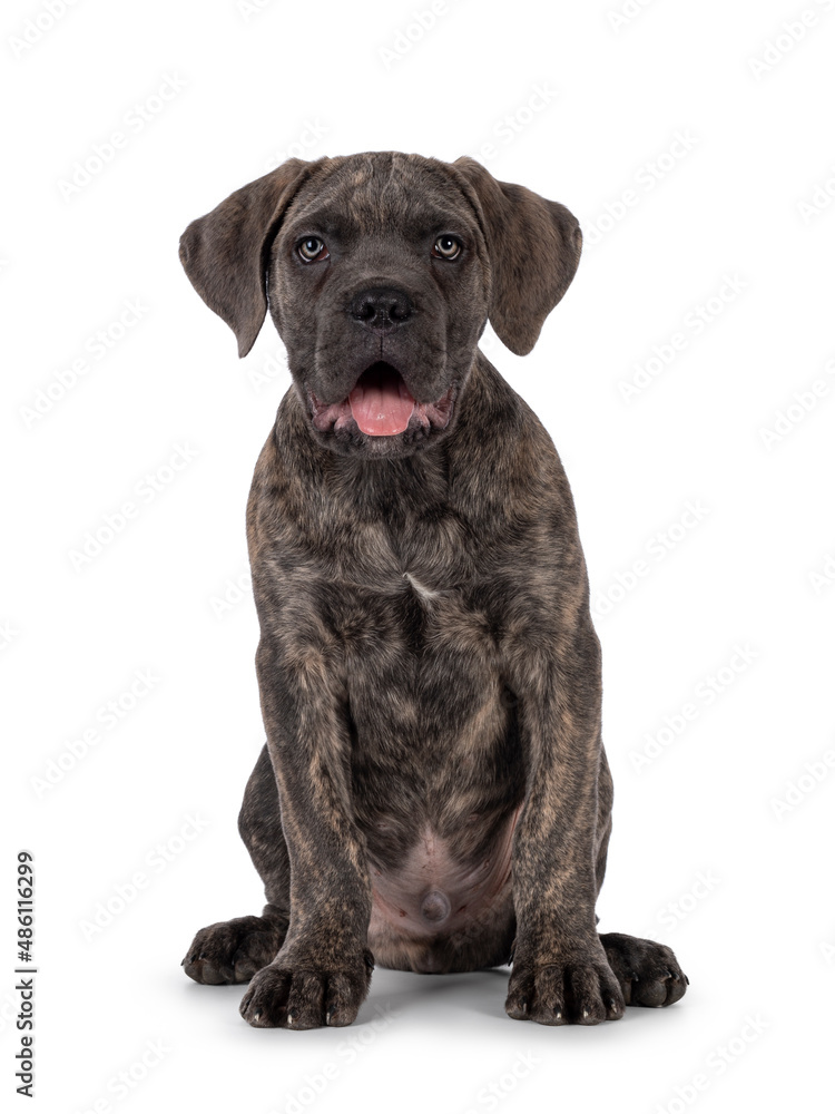 Cute brindle Cane Corso dog puppy, sitting up facing front. Looking towards camera with light eyes. Mouth open and tongue out. isolated on a white background. Cute brindle Cane Corso dog puppy, sitting up facing front. Looking towards camera with light eyes. Mouth open and tongue out. isolated on a white background.