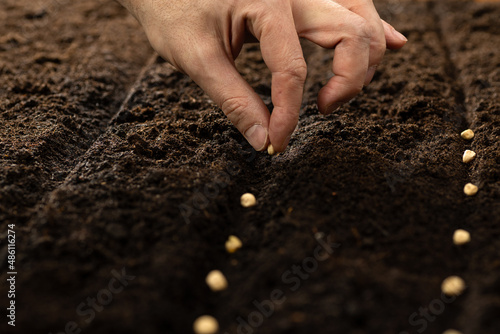 Hand growing seeds of vegetable on sowing soil at garden metaphor gardening, agriculture concept