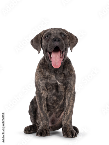 Cute brindle Cane Corso dog puppy, sitting up facing front. Looking towards camera with light eyes. Mouth open and tongue out. isolated on a white background. © Nynke