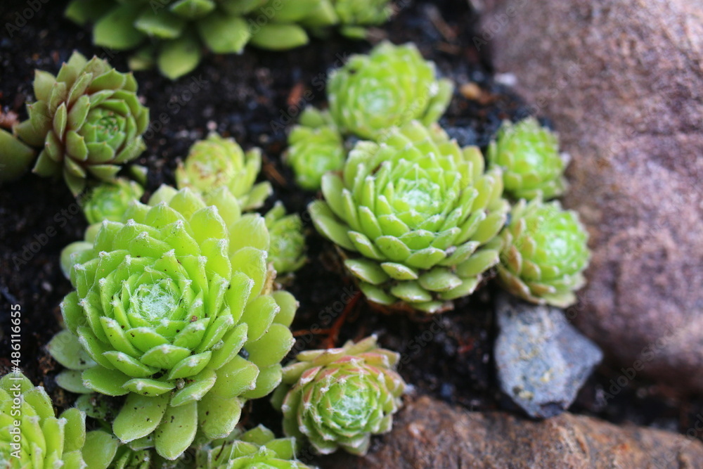 Fototapeta premium Sempervivum arachnoideum LEMON BABIES 2008 Volkmar Schara 
