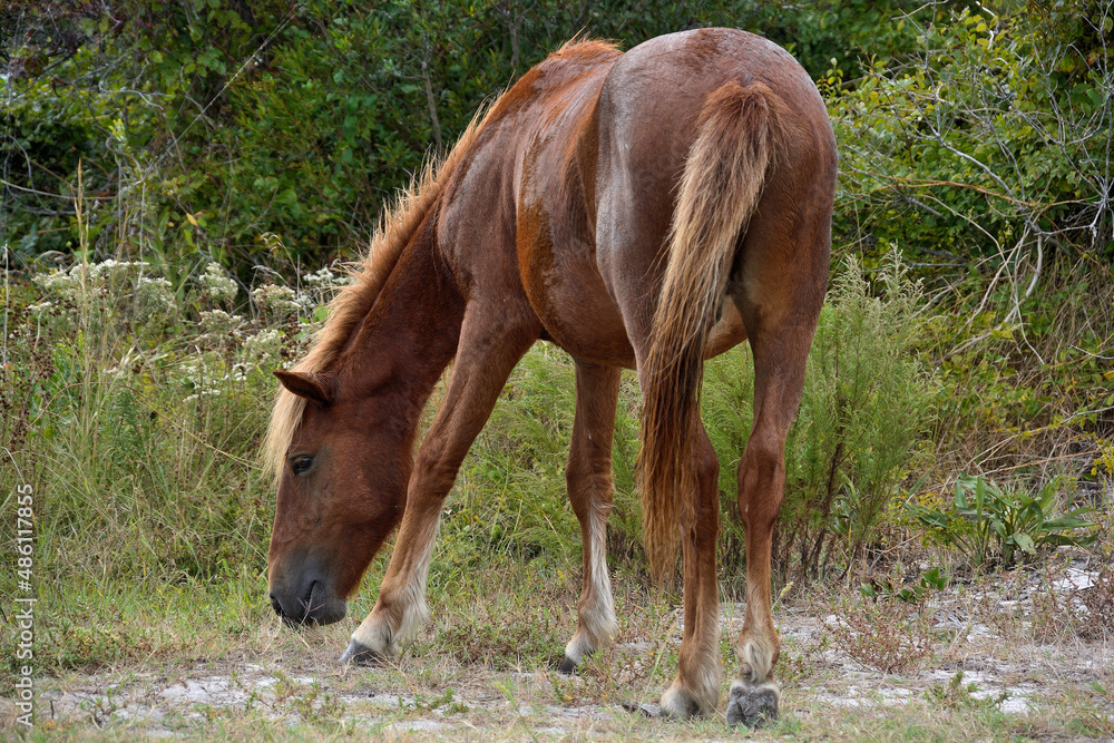 Fototapeta premium horse eating grass