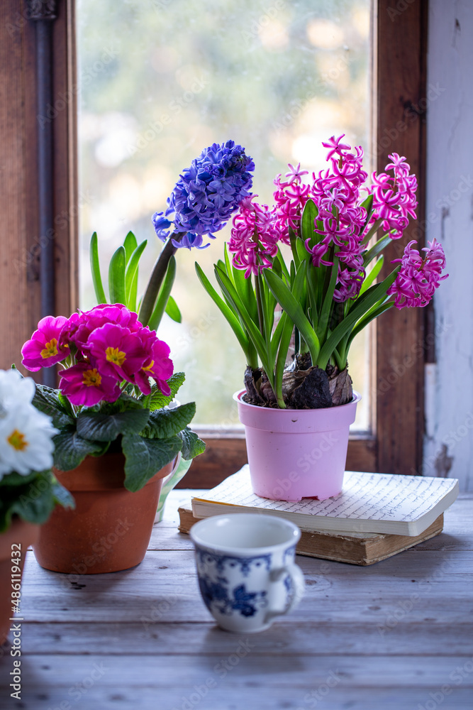 Composizione di giacinti in vaso e primule di colore rosa
su un tavolo di legno di fronte ad una finestra
