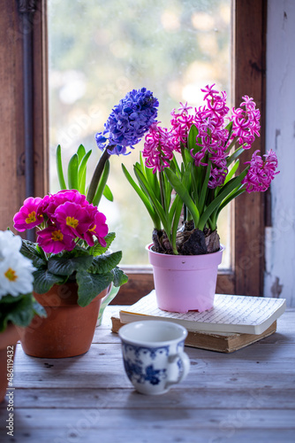Composizione di giacinti in vaso e primule di colore rosa su un tavolo di legno di fronte ad una finestra