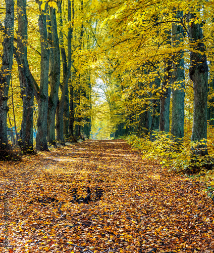 Countryside old road among old lime trees in autumn