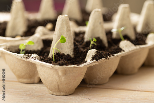 Small plats growing in carton chicken egg box in black soil. Break off the biodegradable paper cup and plant in soil outdoors. Reuse concept