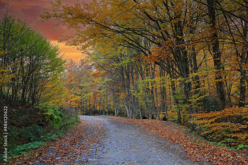 Fototapeta premium Road in autumn park
