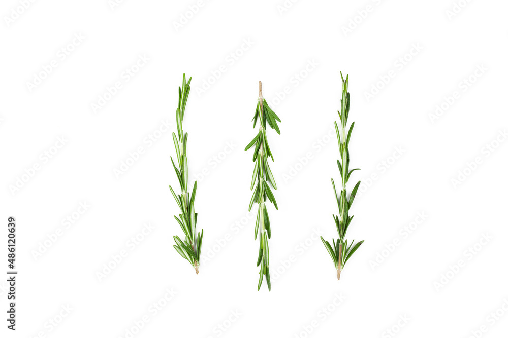 Obraz premium Rosemary. Fresh rosemary twig isolated on white background.