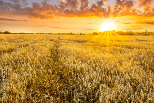 Amazing view at beautiful summer golden wheaten field with beautiful sunny sky on background  rows leading far away  valley landscape