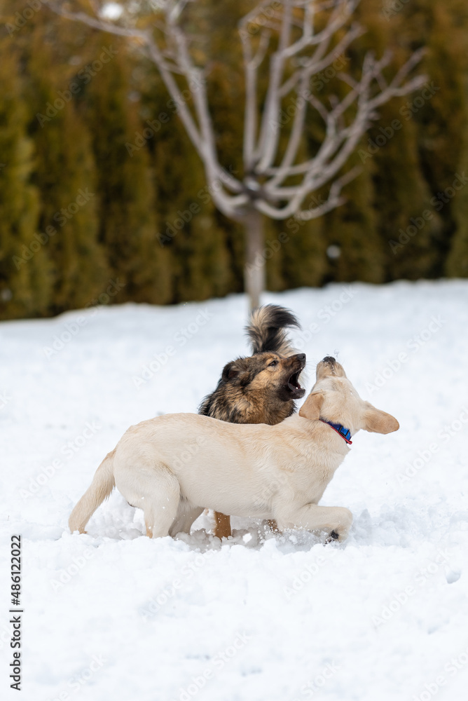 Labrador and mongrel play in the snow, dogs have open mouths Labrador and mongrel play in the snow, dogs have open mouths