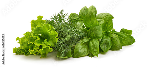 Fresh spices and herbs bouquet, basil, lettuce and dill, isolated on white background.
