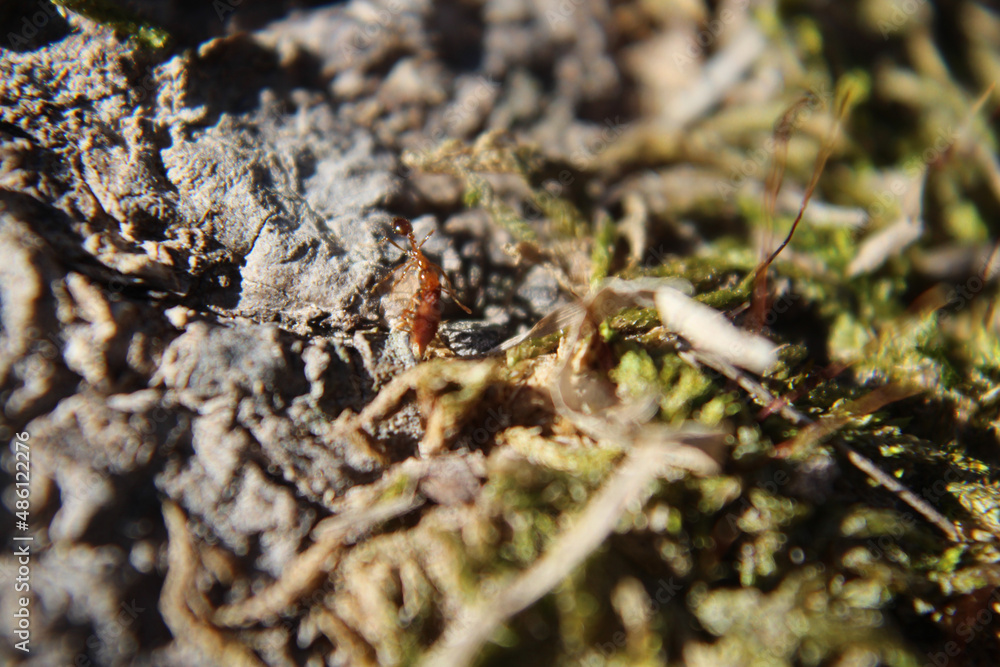 ant carrying food across mossy root