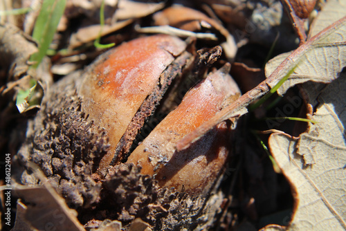 acorn beginning to germinate on ground