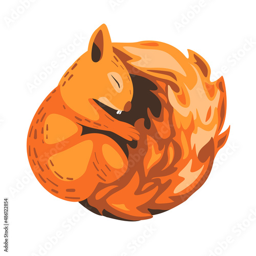 Red squirrel sleeps curled up. Vector illustration n white background