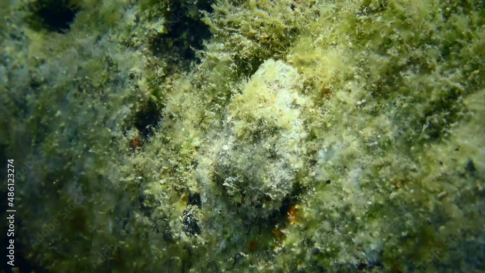 A young oyster on a rock in shallow water opens and closes its shell. A young oyster on a rock in shallow water opens and closes its shell.