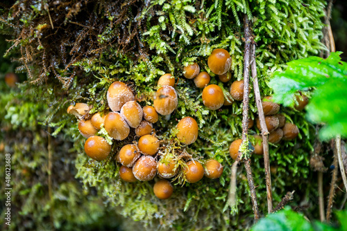 mushroom on the moss forest. natural background.