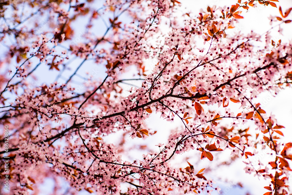 Obraz premium Blooming cherry tree blooms in spring. delicate pink white flowers bathe in sunlight. April weather. wide composition, internet spring banner.
