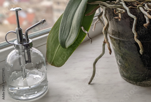 How to care for orchids?