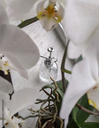 How to care for orchids?