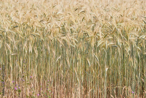 Wheat ears on a wind in somewhere in Provence at sunset, France, yellow warm light, ripe cones, horizon, golden colored