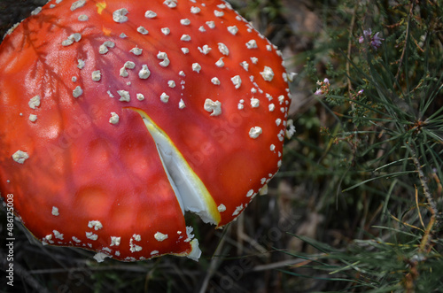 The red cap of the mushroom fly agaric photo