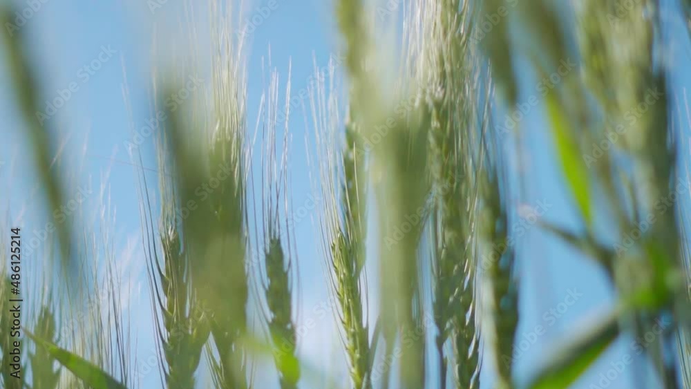Close up of Wheat field with blue sky background. Wheat crop in Indian farm. Fresh ears of young green wheat and on nature in spring summer field close-up. Agriculture and organic farming Close up of Wheat field with blue sky background. Wheat crop in Indian farm. Fresh ears of young green wheat and on nature in spring summer field close-up. Agriculture and organic farming