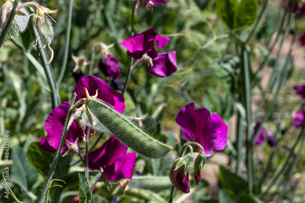 Sweet pea flowers with pea pods on natural background Sweet pea flowers with pea pods on natural background