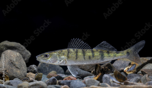 The zander (Sander lucioperca), sander or pikeperch