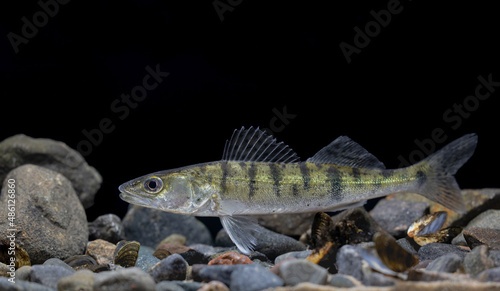 The zander (Sander lucioperca), sander or pikeperch photo