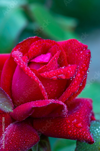 Blooming rose bud in raindrops macro photography on a summer day. Red rose with water drops on the petals close-up photo in the summer. Garden rose with bright red petals on a rainy day.