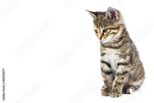 Small cute kitten on white background. with copy space