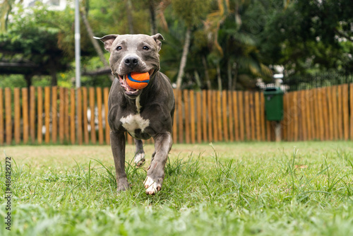 Pit bull dog playing in the park. Green grass, dirt floor and wooden stakes all around. Selective focus © Diego