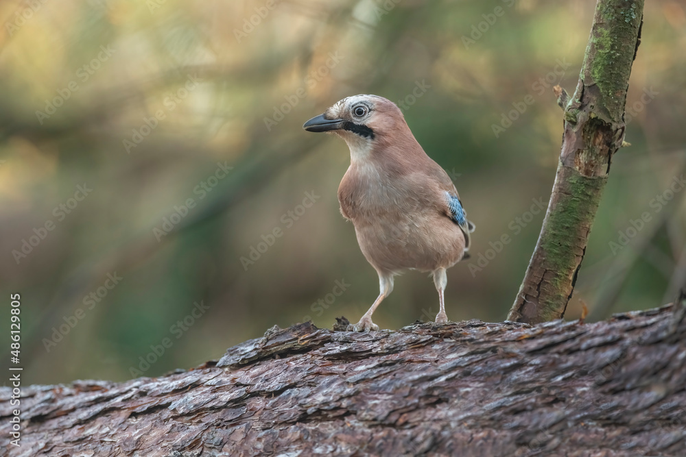Front view of a jay perched on a tree trunk close up in a forest in Scotland uk Front view of a jay perched on a tree trunk close up in a forest in Scotland uk