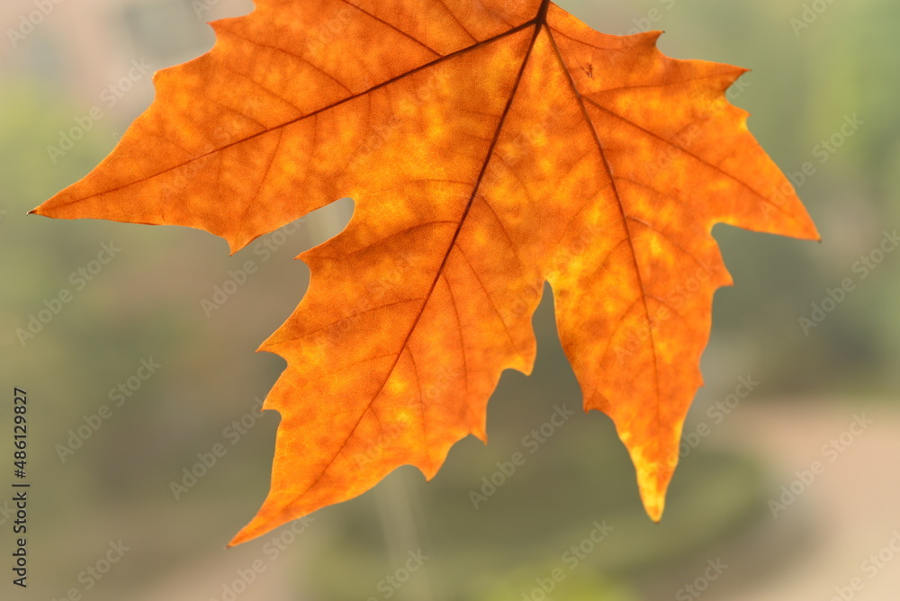 autumn maple leaf autumn maple leaf