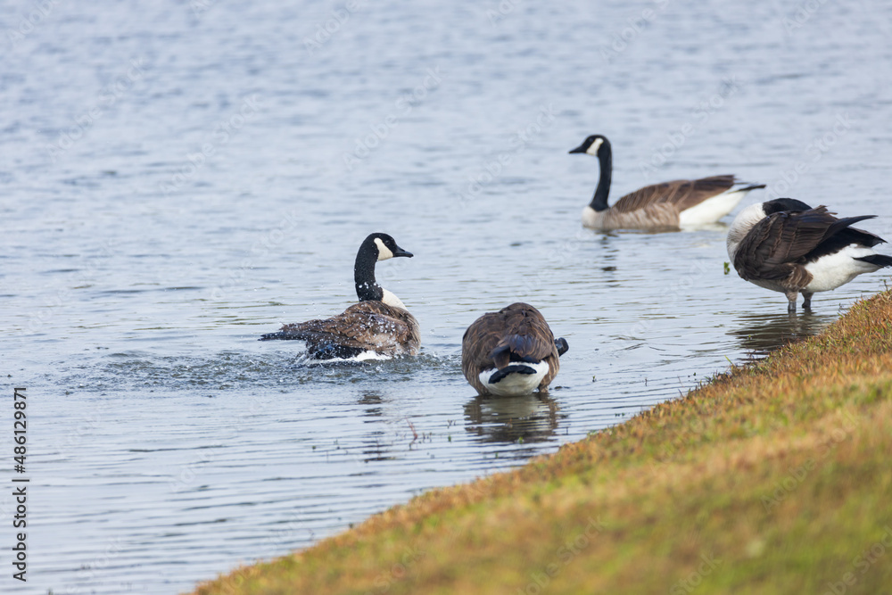 Canada geese splashing in the lake